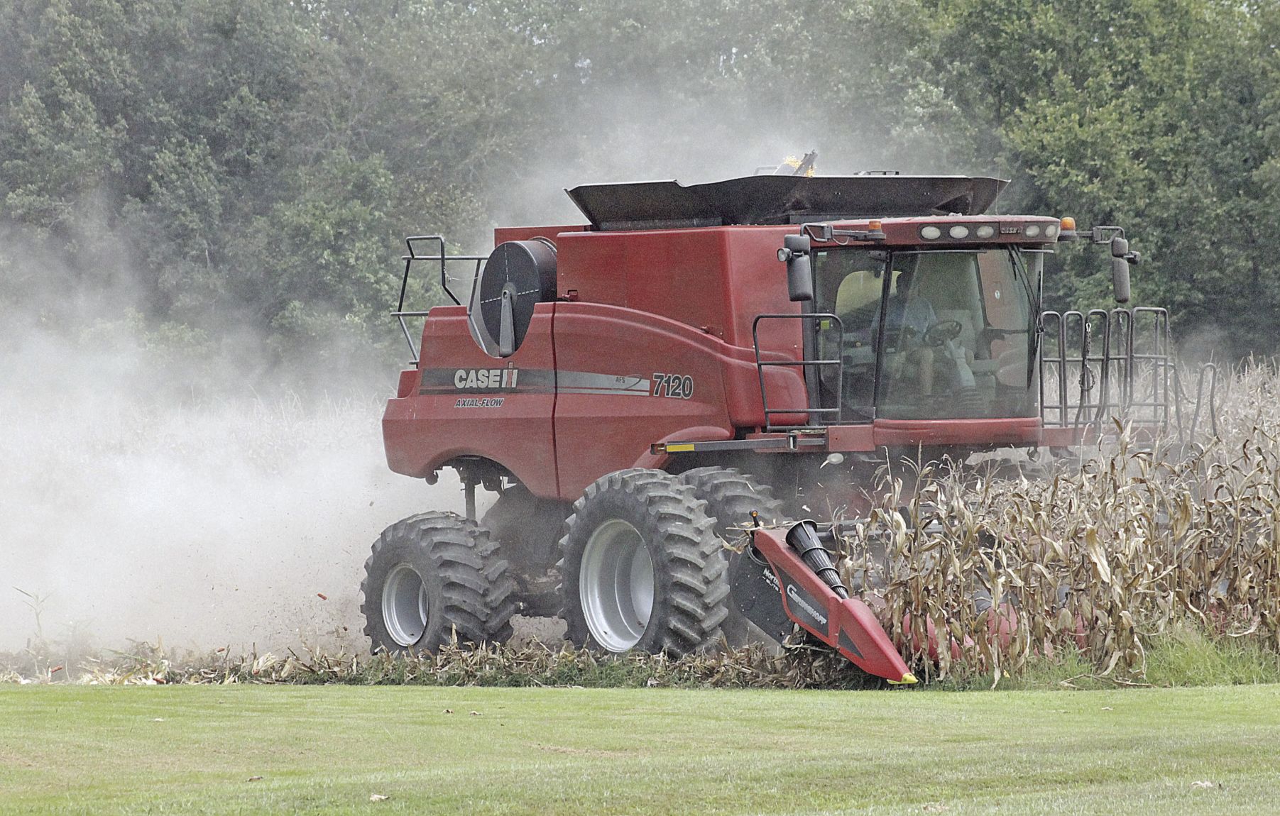 Corn harvest